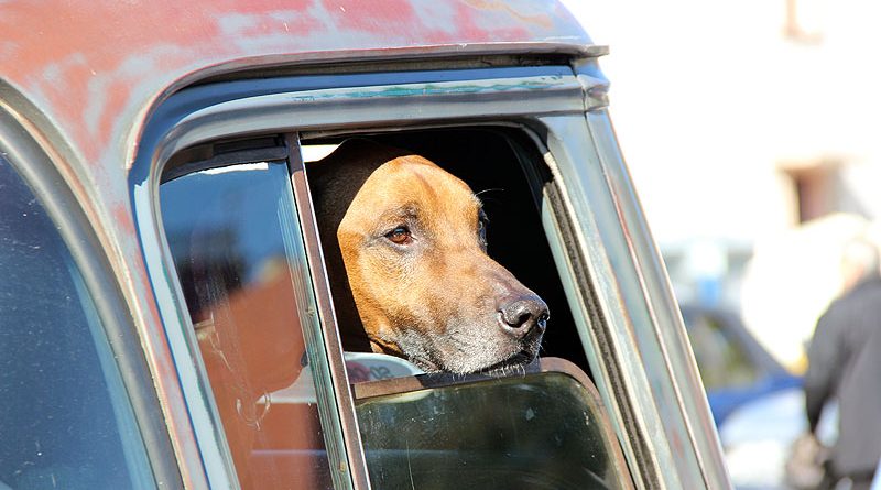 Herbsttag 2016: Oldtimer