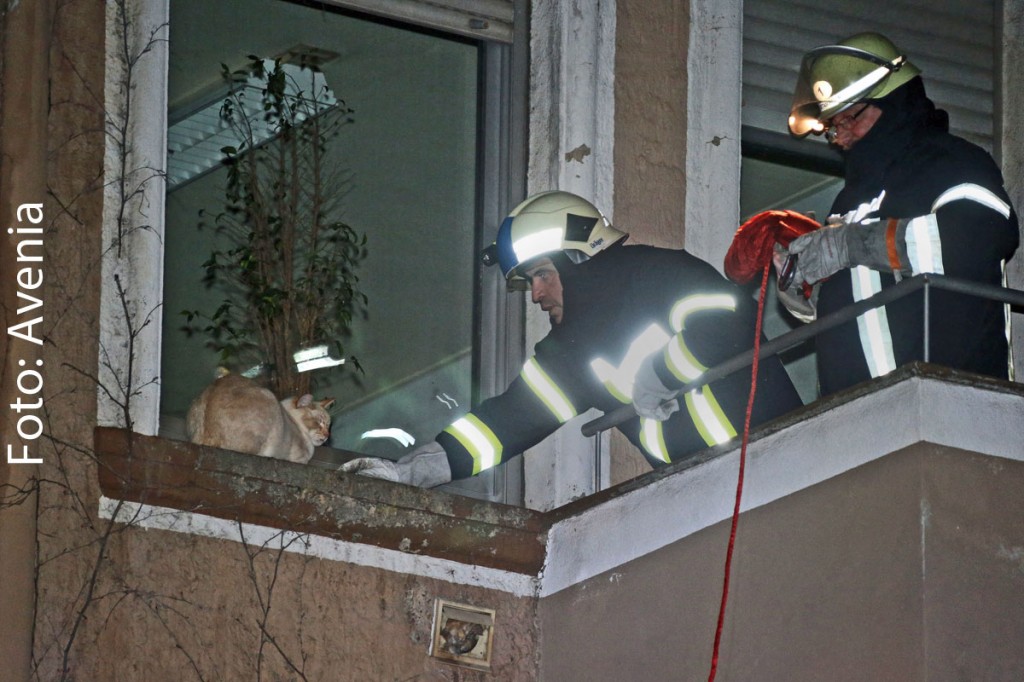 Die Völklinger Feuerwehr rettet eine Katze von einer Fensterbank (Foto: Avenia)