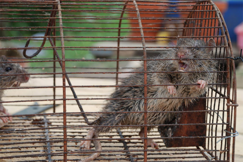 Ratten in einer Lebendfalle - diese beiden haben Glück: Sie dürfen an der Saar wieder raus (Foto: Privat)