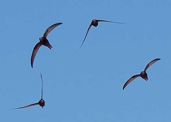 Ein Mauersegler-Schwarm (Foto: Wikipedia "Keta" unter Creative Commons Attribution-Share Alike 3.0 Unported-Lizenz)