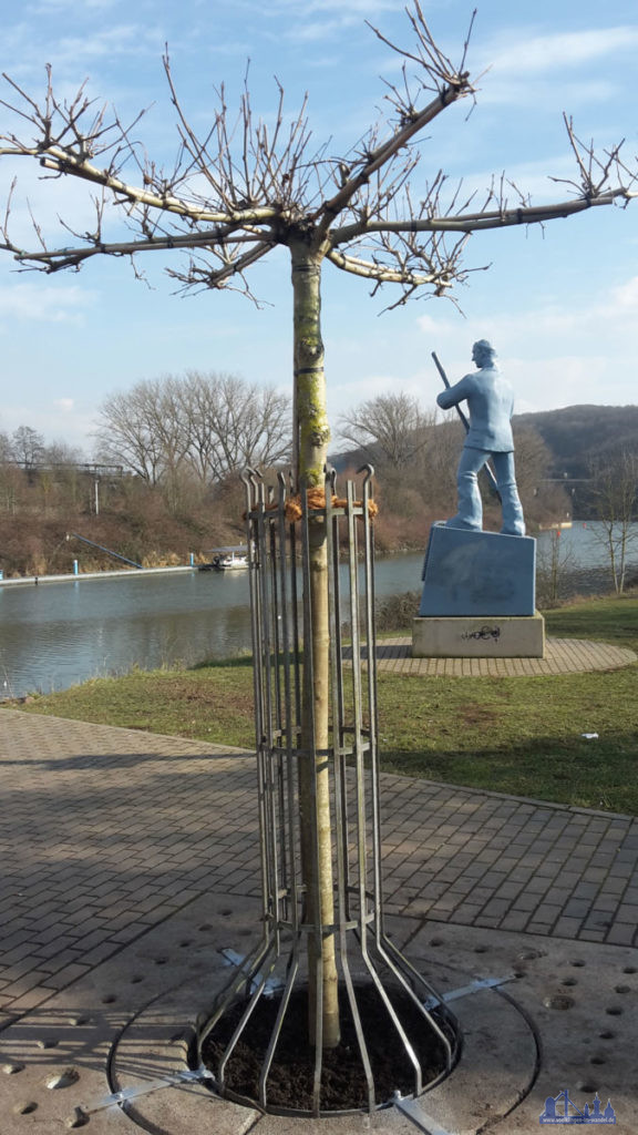 Dachplatane an der Aussichtsplattform am Fährmann (Foto: Benzmüller)