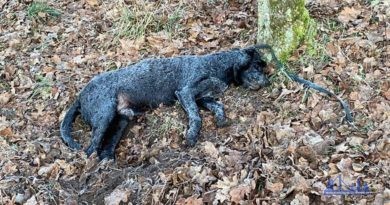 Tierschutzverein sucht vermeintlichen Tierquäler! Quelle: Tierschutzverein Völklingen e.V.