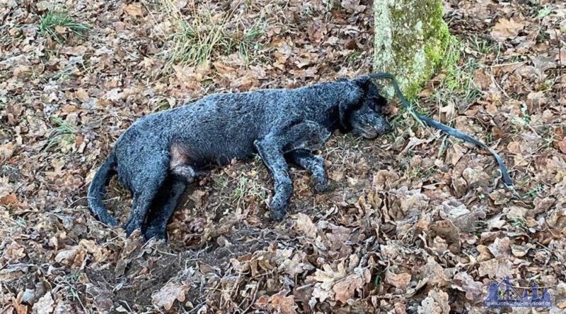 Quelle: Tierschutzverein Völklingen e.V.