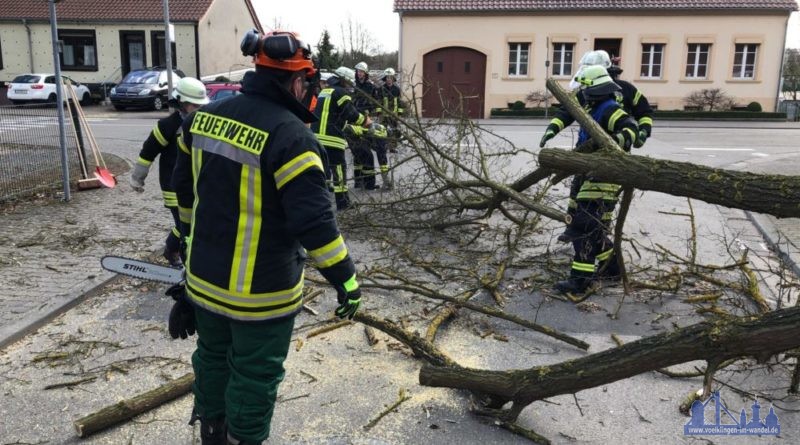 In Luisenthal musste die Feuerwehr die Reste eines umgestüzten Baumes räumen (Foto: Avenia)