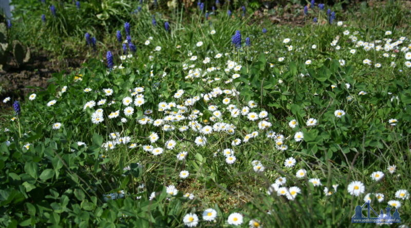 Blumenwiese (Foto: Hell)