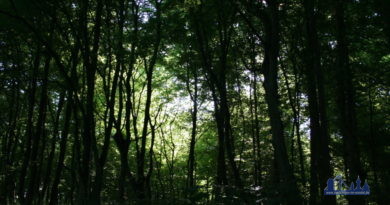 Wald