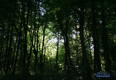 Wald