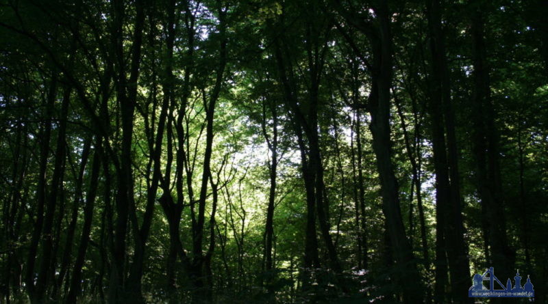 Wald