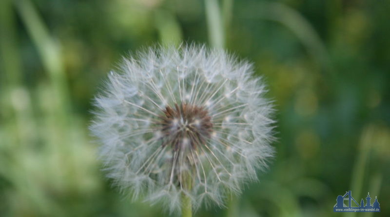 Löwenzahn - Pusteblume