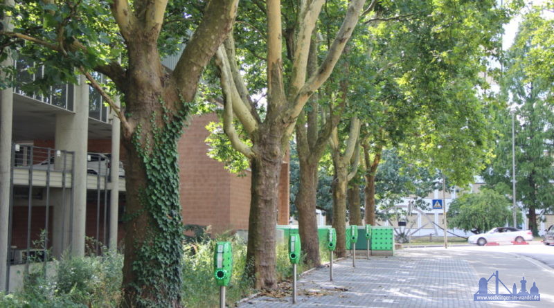 Die Bäume säumen fast die gesamte Stadionstraße