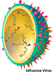 Influenza-Virus (Gemeinfrei/Wikipedia)
