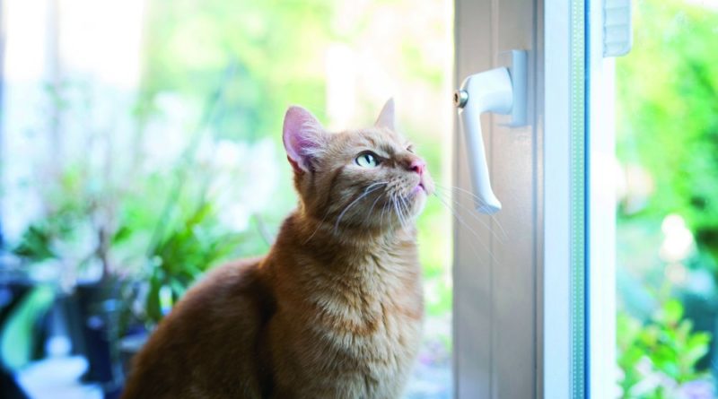 Unterschätzte Gefahr für Katzen: Gekippte Fenster. Bildnachweis: TASSO e.V.