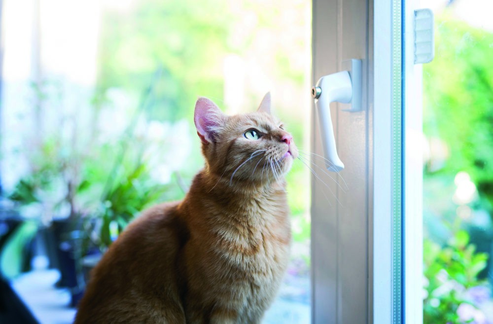 Unterschätzte Gefahr für Katzen: Gekippte Fenster. Bildnachweis: TASSO e.V. 