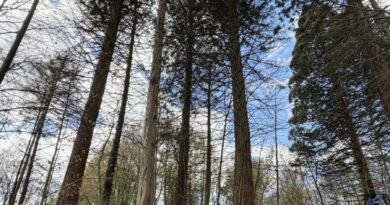 V.l.n.r. Christof Theis, Leiter des Referats für Wirtschaft, Stadtmarketing und Tourismus, Vivienne Knoch, Mitarbeiterin der städtischen Tourist-Info, Ideengeber Werner Michaltzik, Försterin Verena Lamy mit Diensthund Quintus, Oberbürgermeister Stephan Tautz und Ortsvorsteher Uwe Steffen an einer der Mammutbaum-Stationen im Völklinger Stadtwald. Bild: Stadt Völklingen