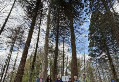 V.l.n.r. Christof Theis, Leiter des Referats für Wirtschaft, Stadtmarketing und Tourismus, Vivienne Knoch, Mitarbeiterin der städtischen Tourist-Info, Ideengeber Werner Michaltzik, Försterin Verena Lamy mit Diensthund Quintus, Oberbürgermeister Stephan Tautz und Ortsvorsteher Uwe Steffen an einer der Mammutbaum-Stationen im Völklinger Stadtwald. Bild: Stadt Völklingen