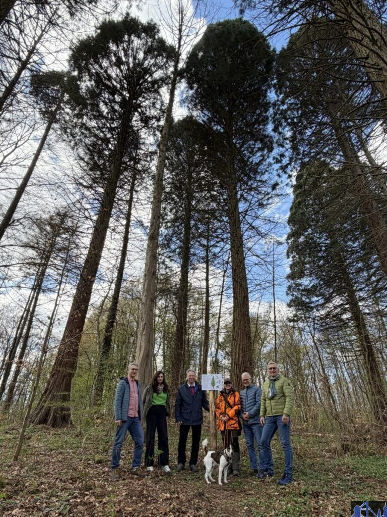 V.l.n.r. Christof Theis, Leiter des Referats für Wirtschaft, Stadtmarketing und Tourismus, Vivienne Knoch, Mitarbeiterin der städtischen Tourist-Info, Ideengeber Werner Michaltzik, Försterin Verena Lamy mit Diensthund Quintus, Oberbürgermeister Stephan Tautz und Ortsvorsteher Uwe Steffen an einer der Mammutbaum-Stationen im Völklinger Stadtwald.Bild: Stadt Völklingen
