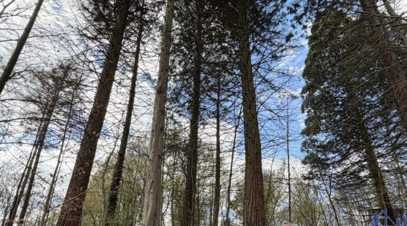 V.l.n.r. Christof Theis, Leiter des Referats für Wirtschaft, Stadtmarketing und Tourismus, Vivienne Knoch, Mitarbeiterin der städtischen Tourist-Info, Ideengeber Werner Michaltzik, Försterin Verena Lamy mit Diensthund Quintus, Oberbürgermeister Stephan Tautz und Ortsvorsteher Uwe Steffen an einer der Mammutbaum-Stationen im Völklinger Stadtwald. Bild: Stadt Völklingen