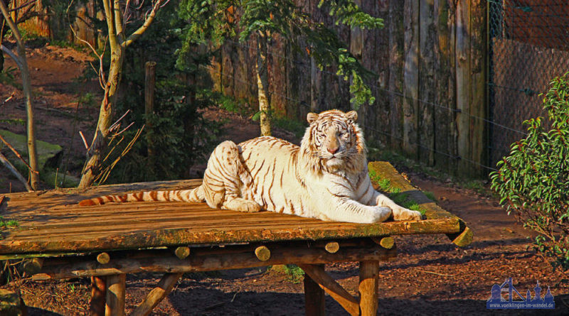 Zoo d' Amneville`in Frankreich mit weiße Tiger, Papageien, Orang Utas, Eisbär und co (Foto: Hell)