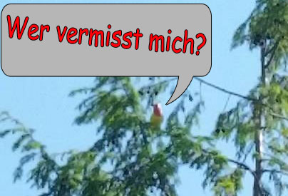 Wer vermisst mich?