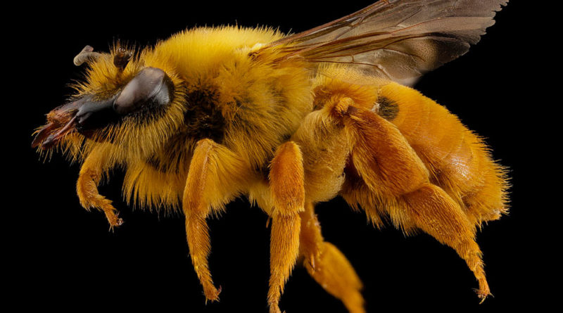 Von USGS Bee Inventory and Monitoring Lab from Beltsville, Maryland, USA - Diphaglossa gayi, f, side, chile_2014-08-04-18.17.33 ZS PMax, Gemeinfrei, Link