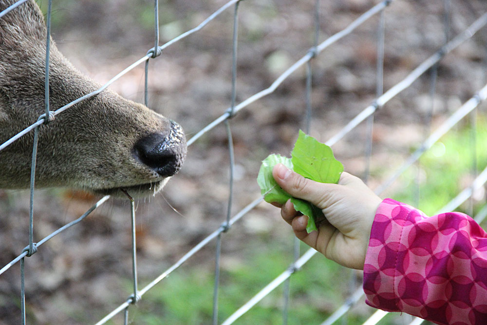 "Wildtierfütterung" (Foto: Hell)