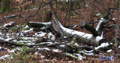 Drückjagden in Ludweiler und Lauterbach am 28. Januar Drückjagden in Ludweiler und Lauterbach am 28. Januar