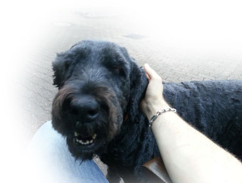 Hund (Symbolfoto)