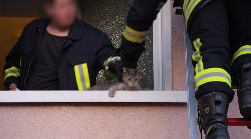 Die Feuerwehr konnte das Kätzchen befreien (Foto: Hell)