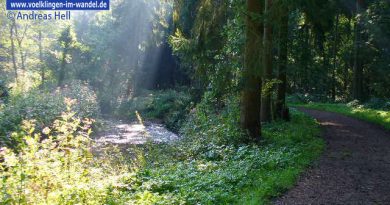 Blick in den Wald (Symbolfoto)