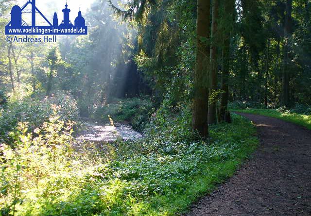 Blick in den Wald (Symbolfoto)